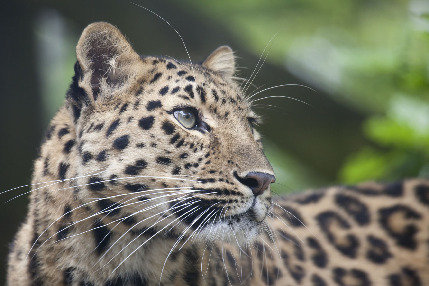 Amur leopard